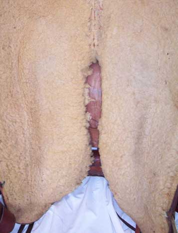 Used Saddle:- Image Number:3